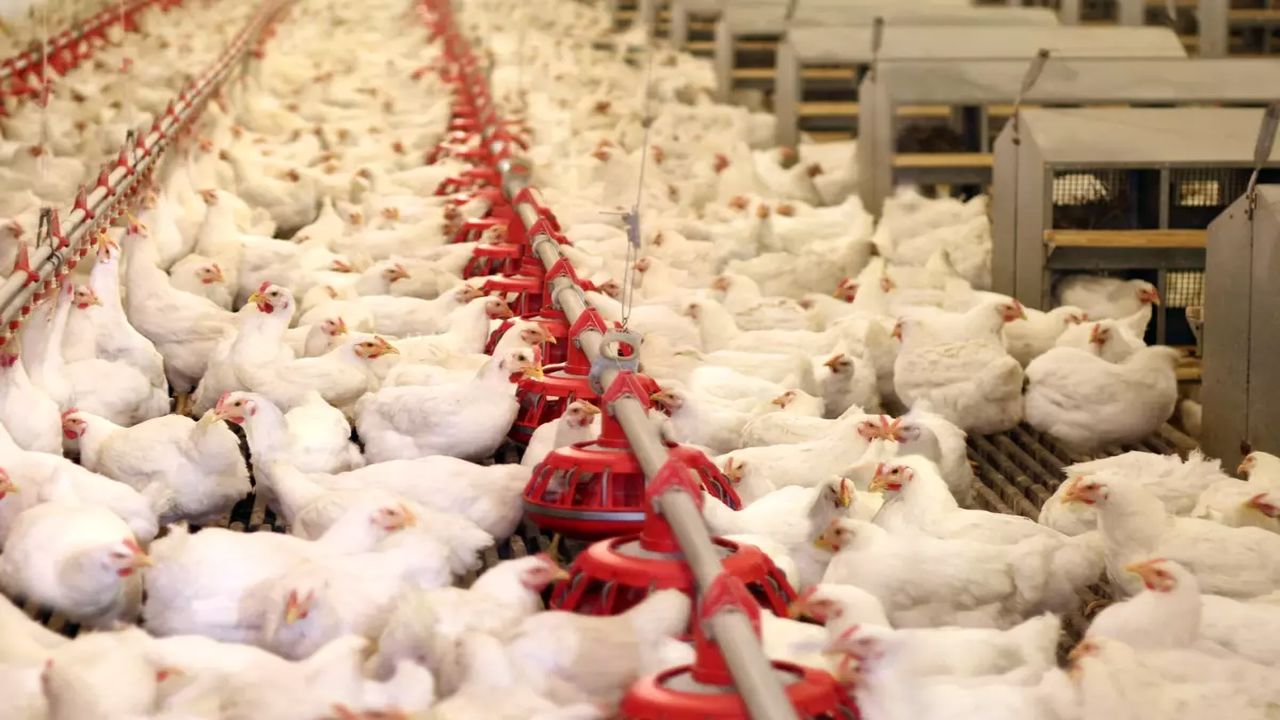 Bir dönemin dev markası iflas etti, icradan satılıyor